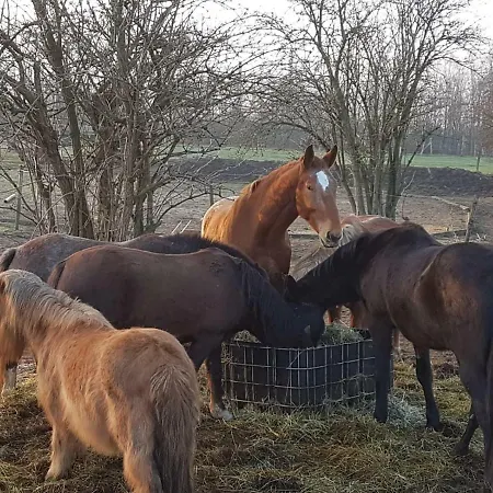 Muehlenberger Ponyhof Apartament